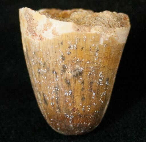 Cretaceous Fossil Crocodile Tooth - Morocco #17104